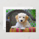 Carte Postale Chiot de Doodle Doré (Devant / Derrière)