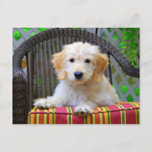 Carte Postale Chiot de Doodle Doré