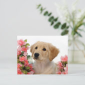 Carte Postale Chiot de golden retriever et fleurs roses (Debout devant)