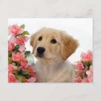 Chiot de golden retriever et fleurs roses
