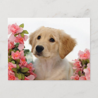 Carte Postale Chiot de golden retriever et fleurs roses