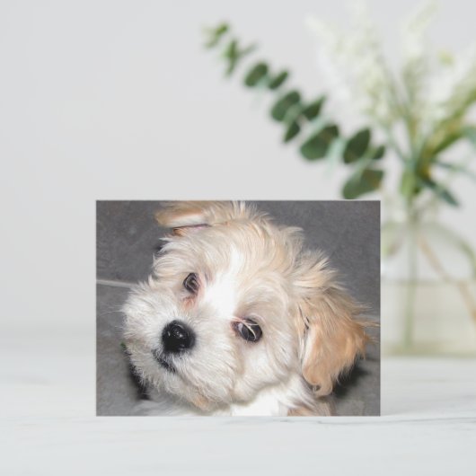 Carte Postale Chiot de Havanese (Debout devant)