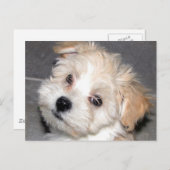 Carte Postale Chiot de Havanese (Devant / Derrière)