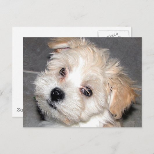 Carte Postale Chiot de Havanese (Devant / Derrière)