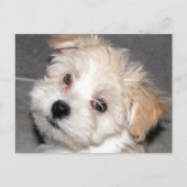 Carte Postale Chiot de Havanese (Devant)