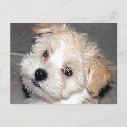 Carte Postale Chiot de Havanese (Devant)