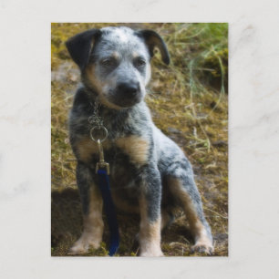 Carte Postale Chiot de Heeler bleu