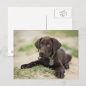 Carte Postale Chiot de laboratoire de chocolat (Devant / Derrière)