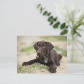 Carte Postale Chiot de laboratoire de chocolat (Debout devant)