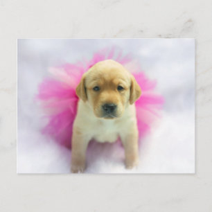 Carte Postale Chiot de laboratoire jaune