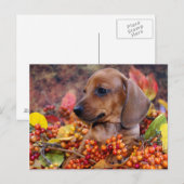 Carte Postale Chiot de l'automne Dachshund (Devant / Derrière)