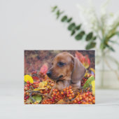 Carte Postale Chiot de l'automne Dachshund (Debout devant)