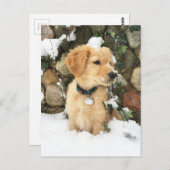 Carte Postale Chiot de neige (Devant / Derrière)