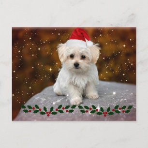 Carte Postale Chiot de Noël maltais