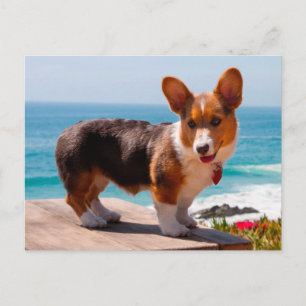 Carte Postale chiot de Pembroke Welsh Corgi debout sur une table