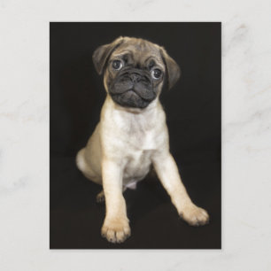 Carte Postale Chiot de petit Carlin Extraordinaire