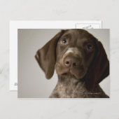 Carte Postale Chiot de poing germanique à courte aile (Devant / Derrière)