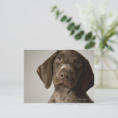 Carte Postale Chiot de poing germanique à courte aile (Debout devant)