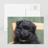 Carte Postale Chiot de Poméranie Noire (Devant / Derrière)