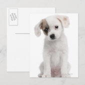 Carte Postale Chiot de race croisée (2 mois) (Devant / Derrière)