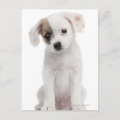 Carte Postale Chiot de race croisée (2 mois) (Devant)