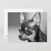 Carte Postale Chiot de race de Chiwawa (Devant / Derrière)