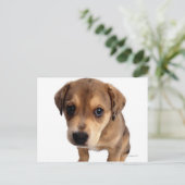 Carte Postale Chiot de race mixte (Debout devant)