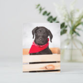 Carte Postale Chiot de récupération Black Labrador (Debout devant)