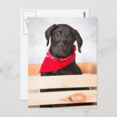 Carte Postale Chiot de récupération Black Labrador (Devant / Derrière)
