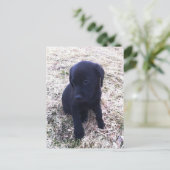 Carte Postale Chiot de récupération Black Labrador (Debout devant)