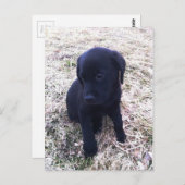 Carte Postale Chiot de récupération Black Labrador (Devant / Derrière)