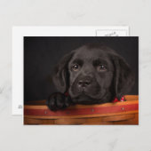 Carte Postale Chiot de récupération du labrador noir dans un pan (Devant / Derrière)