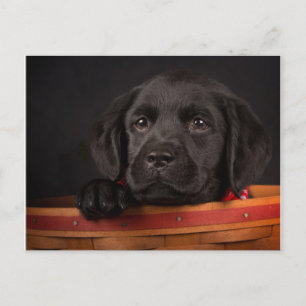 Carte Postale Chiot de récupération du labrador noir dans un pan