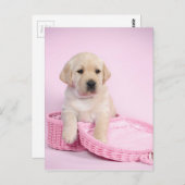 Carte Postale Chiot de récupération Labrador sur arrière - plan (Devant / Derrière)