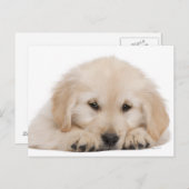 Carte Postale Chiot de repérage d'or (20 semaines) (Devant / Derrière)