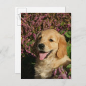 Carte Postale Chiot de rétracteur d'or (Devant / Derrière)