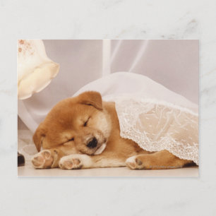Carte Postale Chiot de Shiba Inu dormant sous un rideau net