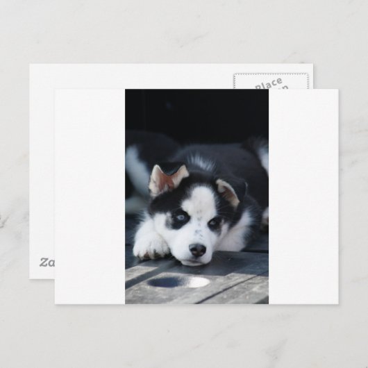 Carte Postale Chiot de traîneau Husky Earky Lop de l'Alaska (Devant / Derrière)