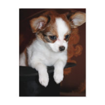 Chiot de Vénus