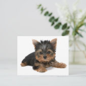 Carte Postale Chiot de Yorkie (Debout devant)