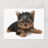 Carte Postale Chiot de Yorkie (Devant)