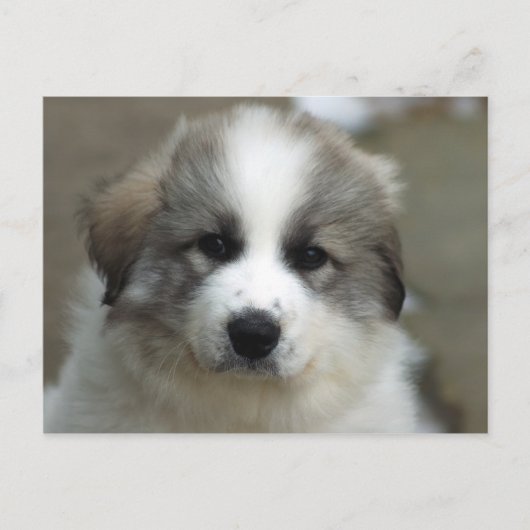 Carte Postale Chiot des Pyrénées (Devant)