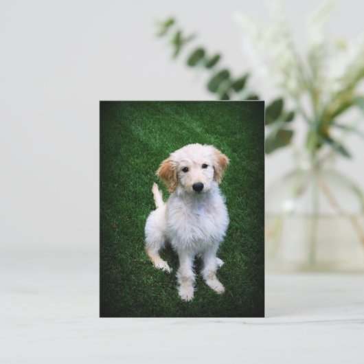 Carte postale Chiot Doodle Doré (Debout devant)