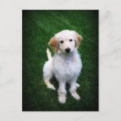 Carte postale Chiot Doodle Doré (Devant)