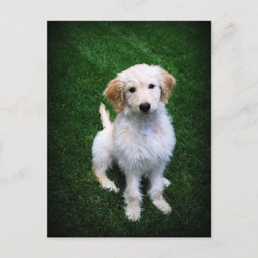 Carte postale Chiot Doodle Doré (Devant)