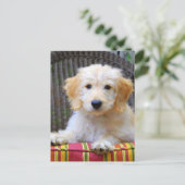 Carte Postale Chiot d'or de griffonnage (Debout devant)