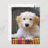 Carte Postale Chiot d'or de griffonnage (Devant / Derrière)