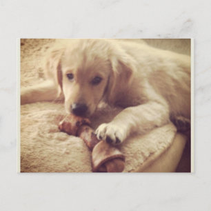 Carte Postale Chiot d'or retriever avec os