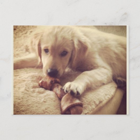 Carte Postale Chiot d'or retriever avec os (Devant)
