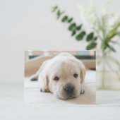 Carte Postale Chiot doré du Labrador doré (Debout devant)